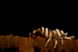 Whip Coral Shrimp by Steve De Neef 